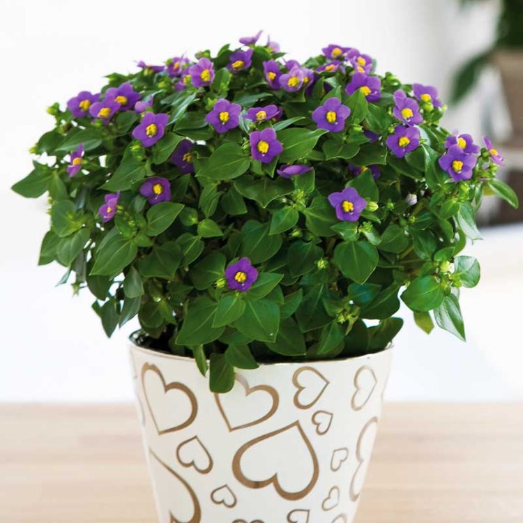 Seminte de Violeta Persana Exacum Affine Royal Dane Deep Blue - imagine 2