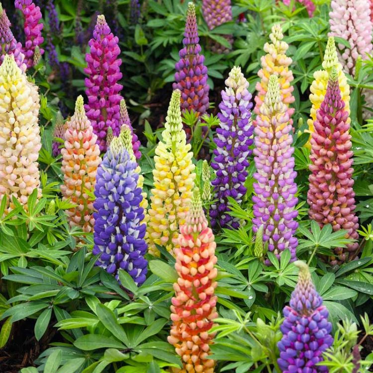 Seminte de flori Lupinus Polyphyllus Russell Mixed