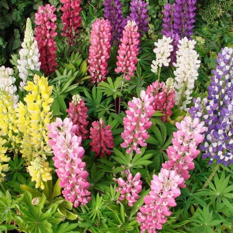 Seminte de flori Lupinus Polyphyllus Russell Mixed