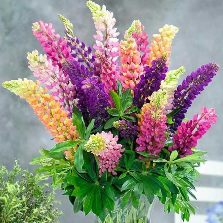 Seminte de flori Lupinus Polyphyllus Russell Mixed
