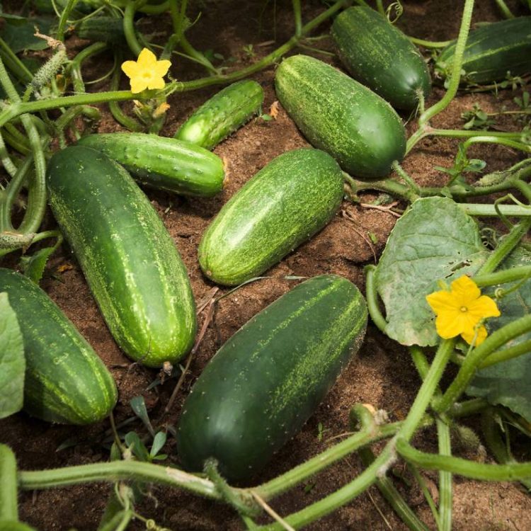Seminte de legume Castraveti Cornichon Restina F1