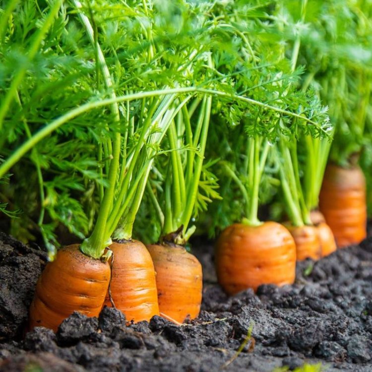 Seminte de legume Morcovi Bashra F1