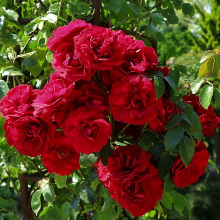 Butasi trandafiri cataratori parfumati Paul's Scarlet