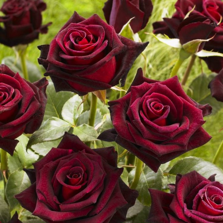 Butasi trandafiri teahibrid (hybrid tea) Black Magic
