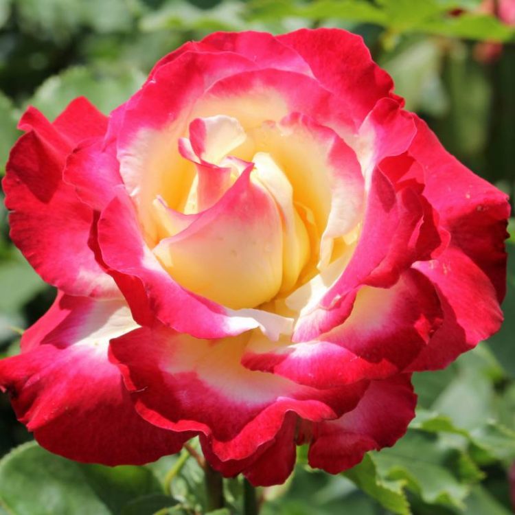 Butasi trandafiri teahibrid (hybrid tea) Double Delight