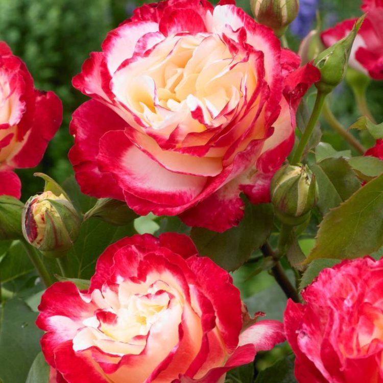 Butasi trandafiri teahibrid (hybrid tea) Double Delight