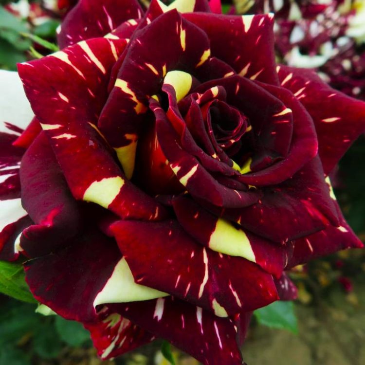 Butasi trandafiri teahibrid (hybrid tea) Hocus Pocus