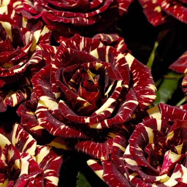 Butasi trandafiri teahibrid (hybrid tea) Hocus Pocus