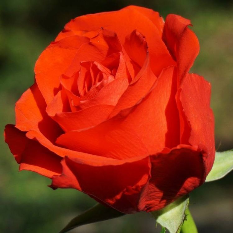 Butasi trandafiri teahibrid (hybrid tea) Holstein Perle