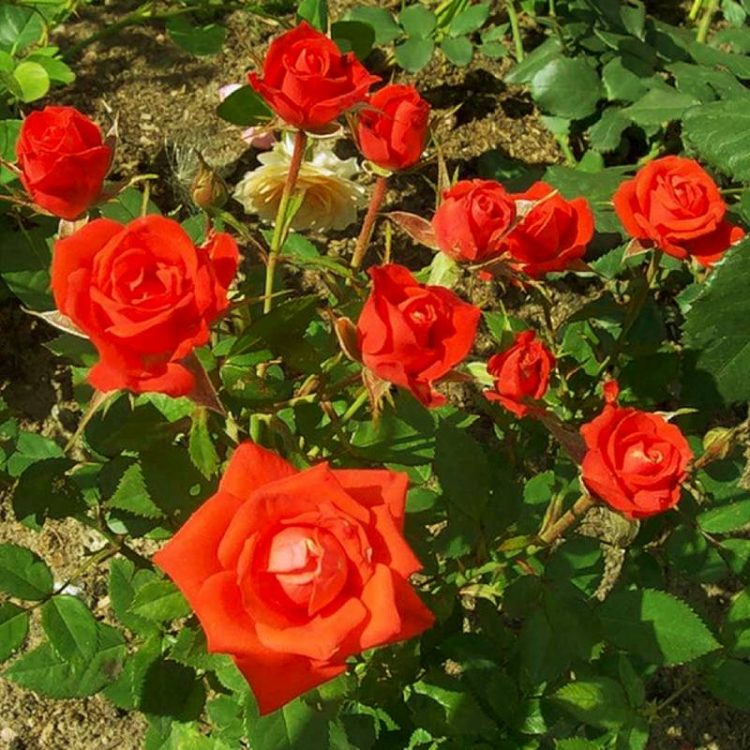 Butasi trandafiri teahibrid (hybrid tea) Holstein Perle