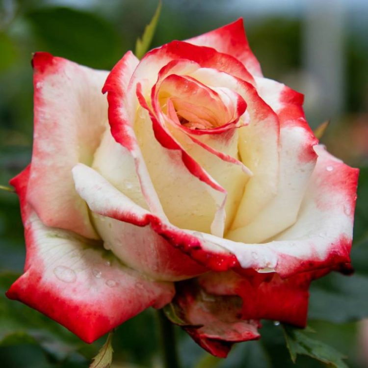 Butasi trandafiri teahibrid (hybrid tea) Imperatrice Farah