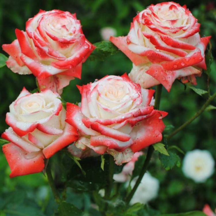 Butasi trandafiri teahibrid (hybrid tea) Imperatrice Farah