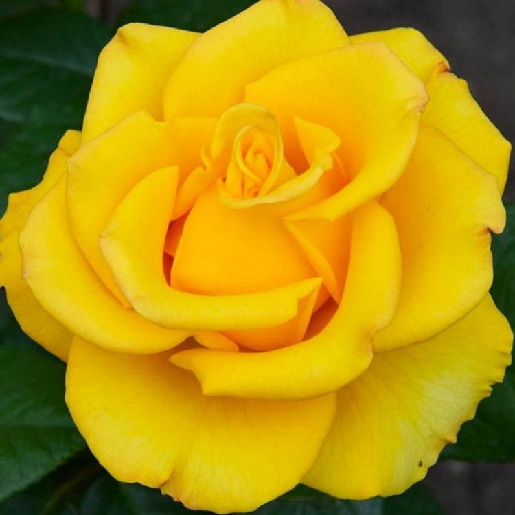 Butasi trandafiri teahibrid (hybrid tea) Kerio