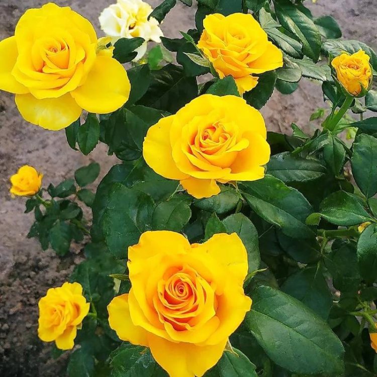 Butasi trandafiri teahibrid (hybrid tea) Kerio