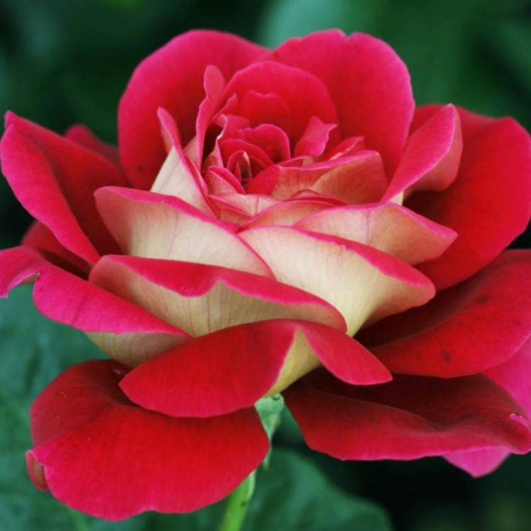 Butasi trandafiri teahibrid (hybrid tea) Kronenbourg