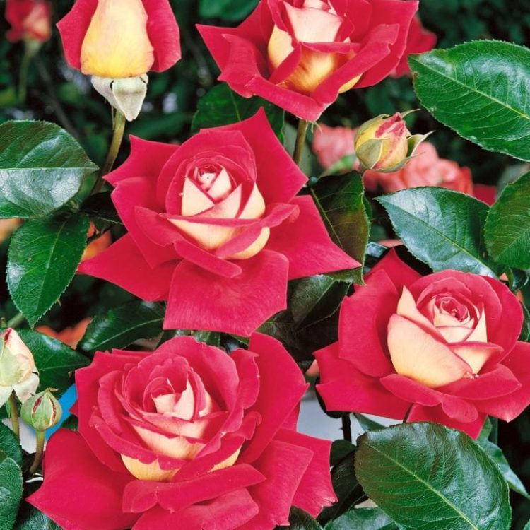 Butasi trandafiri teahibrid (hybrid tea) Kronenbourg