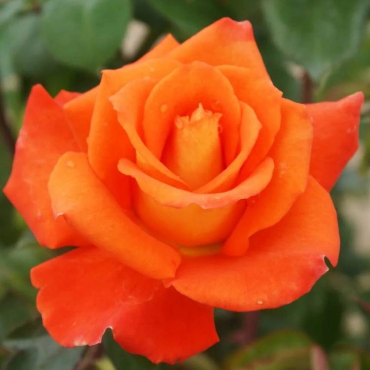 Butasi trandafiri teahibrid (hybrid tea) Monica