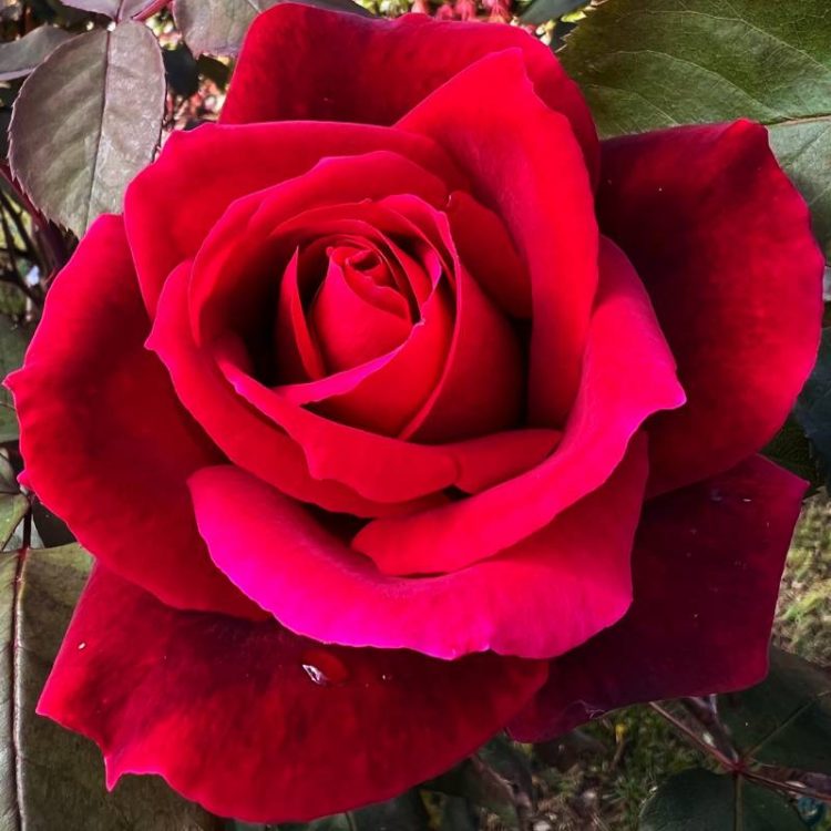 Butasi trandafiri teahibrid (hybrid tea) Mr Lincoln