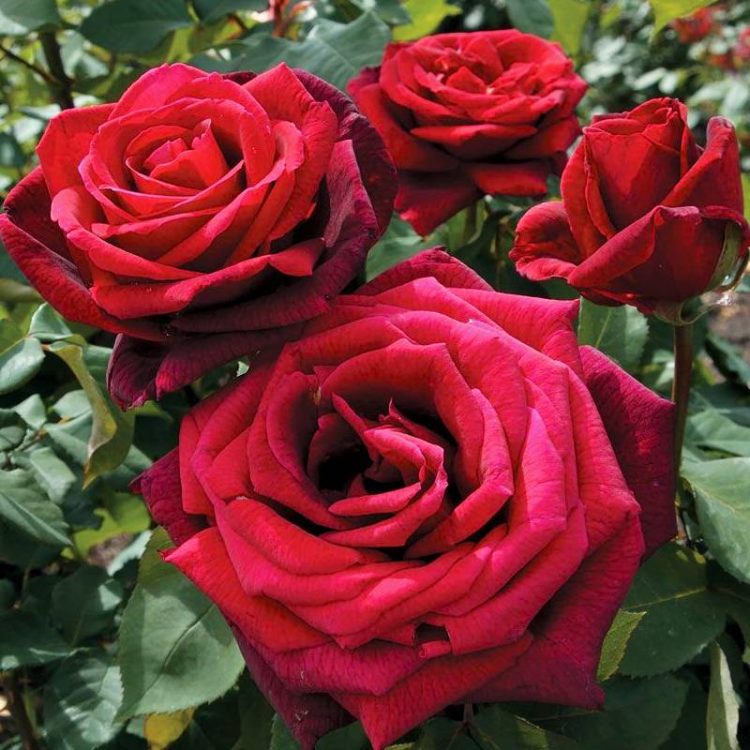Butasi trandafiri teahibrid (hybrid tea) Mr Lincoln