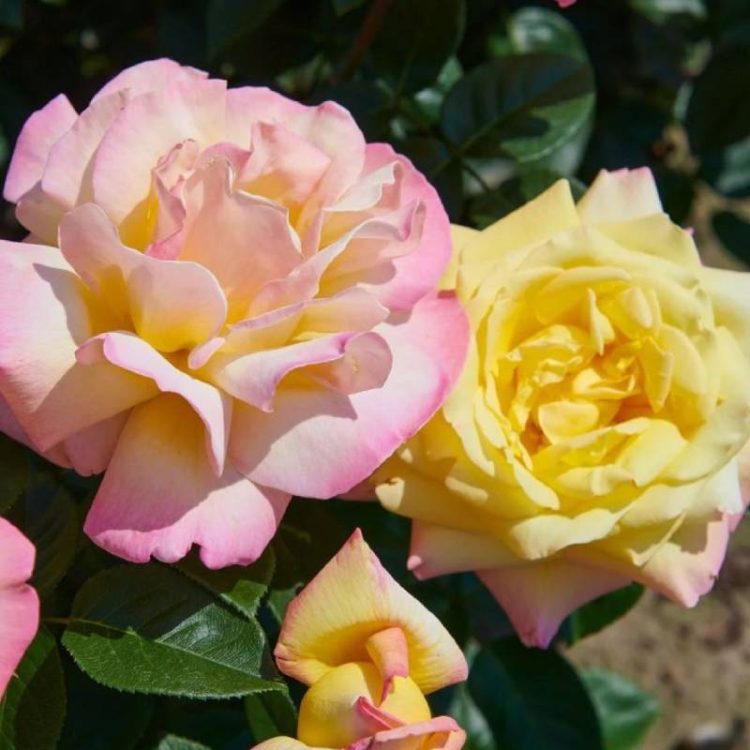 Butasi trandafiri teahibrid (hybrid tea) Peace