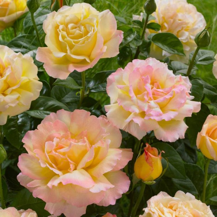 Butasi trandafiri teahibrid (hybrid tea) Peace