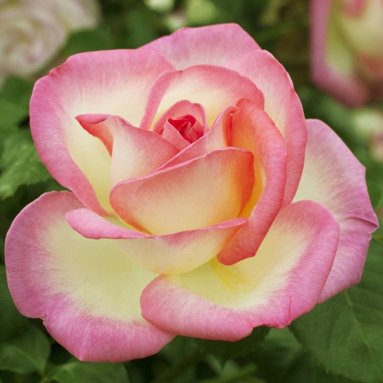 Butasi trandafiri teahibrid (hybrid tea) Princesse de Monaco