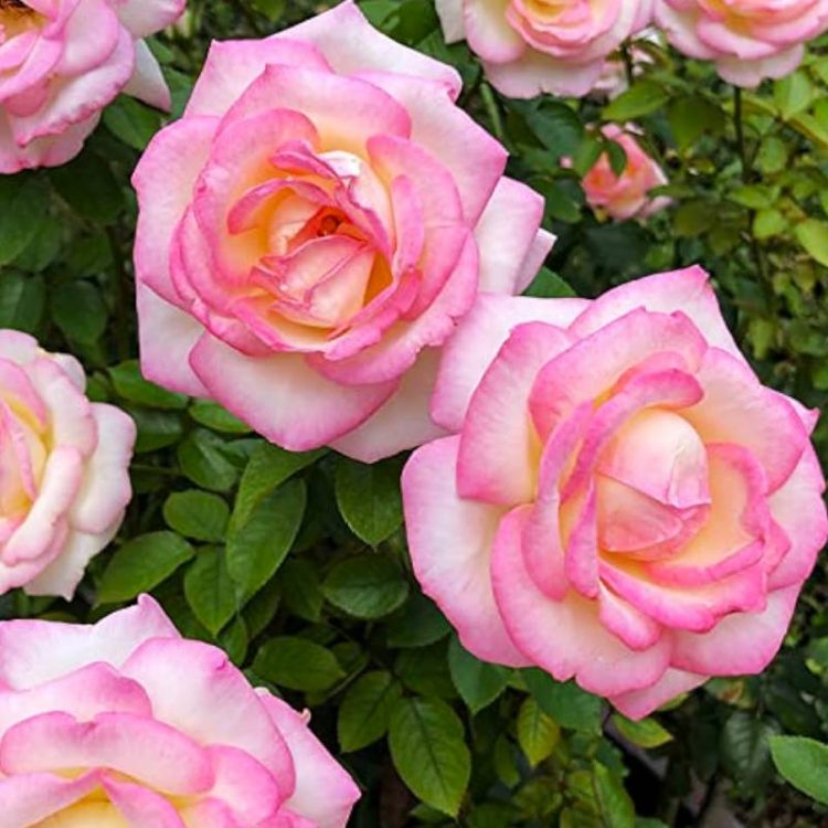 Butasi trandafiri teahibrid (hybrid tea) Princesse de Monaco