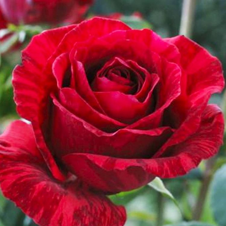 Butasi trandafiri teahibrid (hybrid tea) Red Intuition