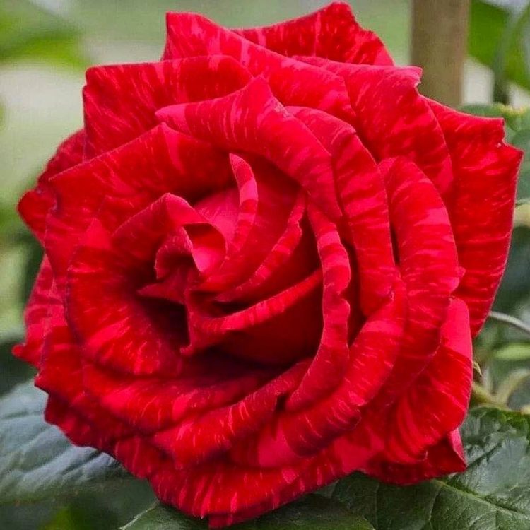 Butasi trandafiri teahibrid (hybrid tea) Red Intuition