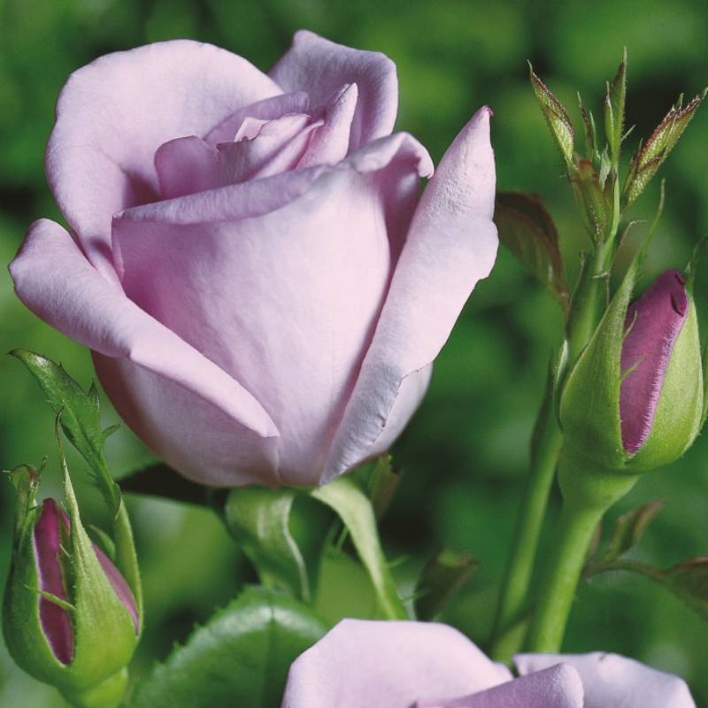 Butasi trandafiri teahibrid (hybrid tea) Sissi