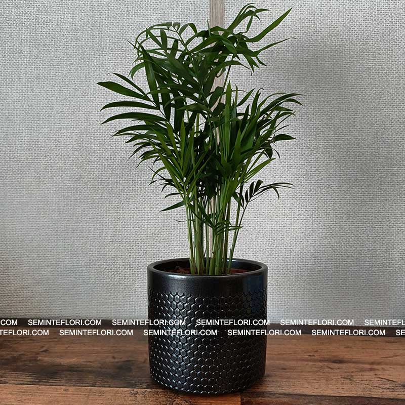 Ghiveci decorativ Capri Metallic Anthracite