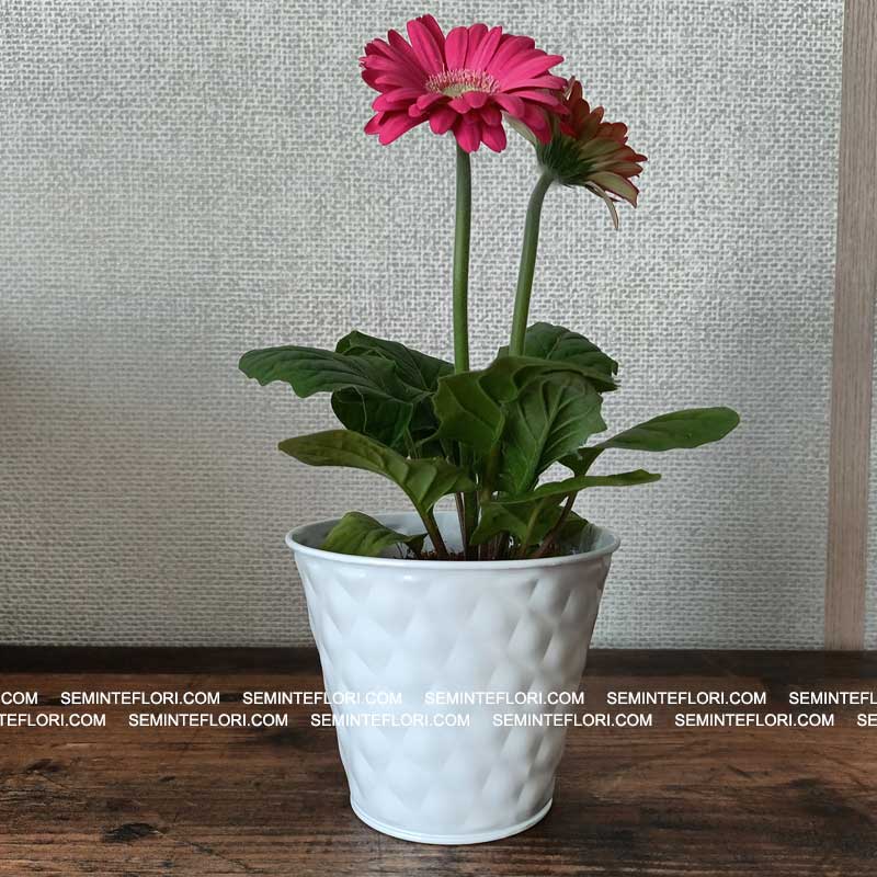 Ghiveci decorativ Melody White