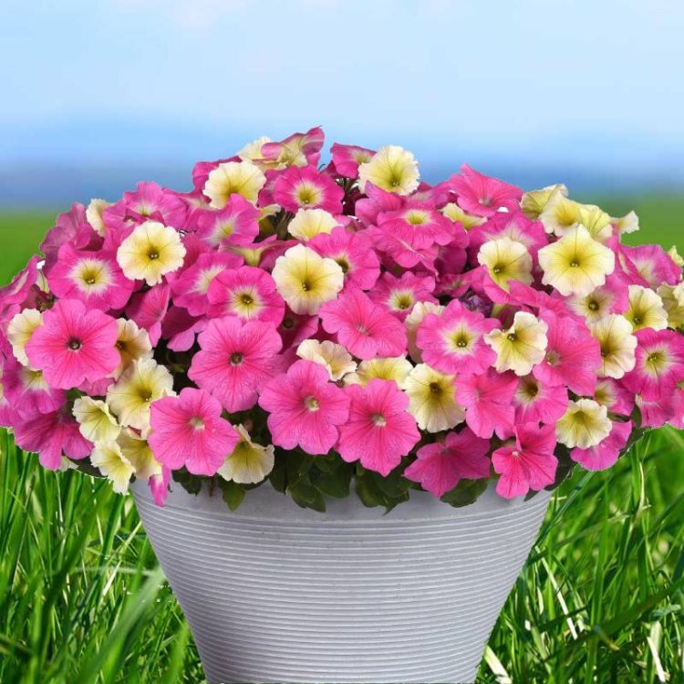 Seminte de flori Petunia E3 Easy Wave Sweet Taffy F1