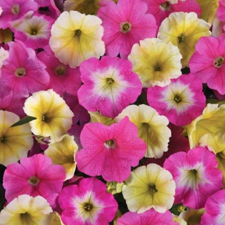 Seminte de flori Petunia E3 Easy Wave Sweet Taffy F1