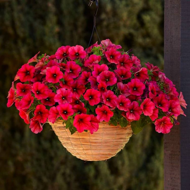 Seminte de flori Petunia Easy Wave F1 Berry Velour