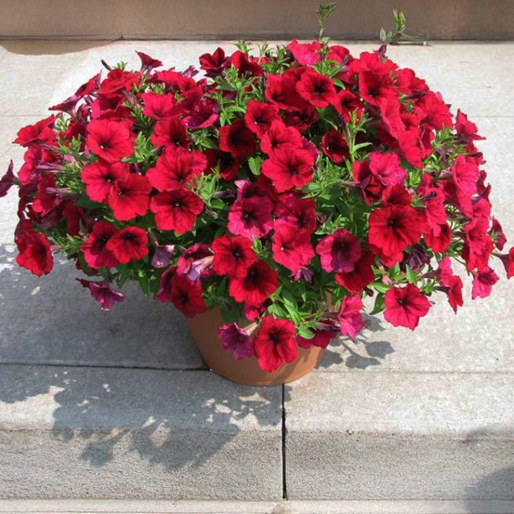 Seminte de flori Petunia Easy Wave F1 Berry Velour