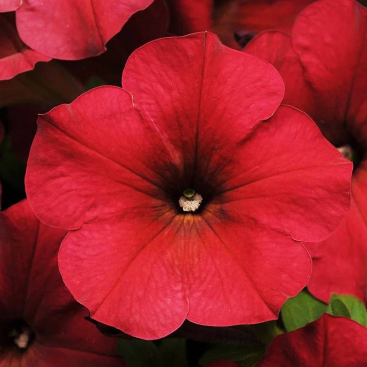 Seminte de flori Petunia Easy Wave F1 Berry Velour