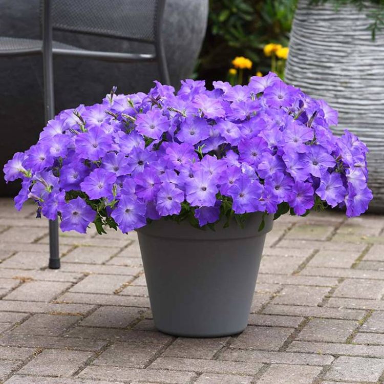 Seminte de flori Petunia Easy Wave F1 Lavender Sky Blue