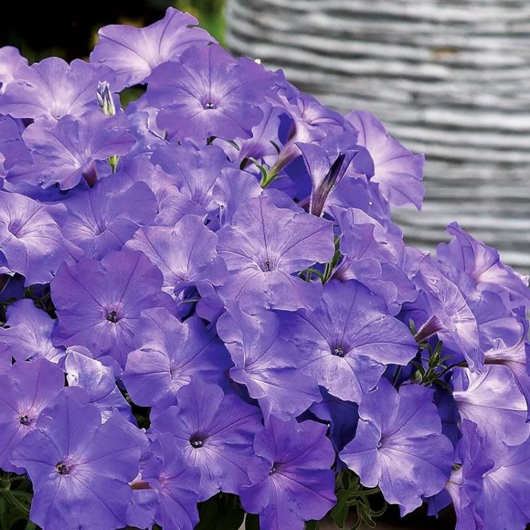 Seminte de flori Petunia Easy Wave F1 Lavender Sky Blue