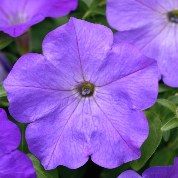 Seminte de flori Petunia Easy Wave F1 Lavender Sky Blue