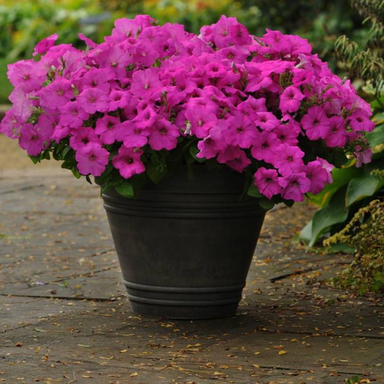 Seminte de flori Petunia Easy Wave F1 Neon Rose