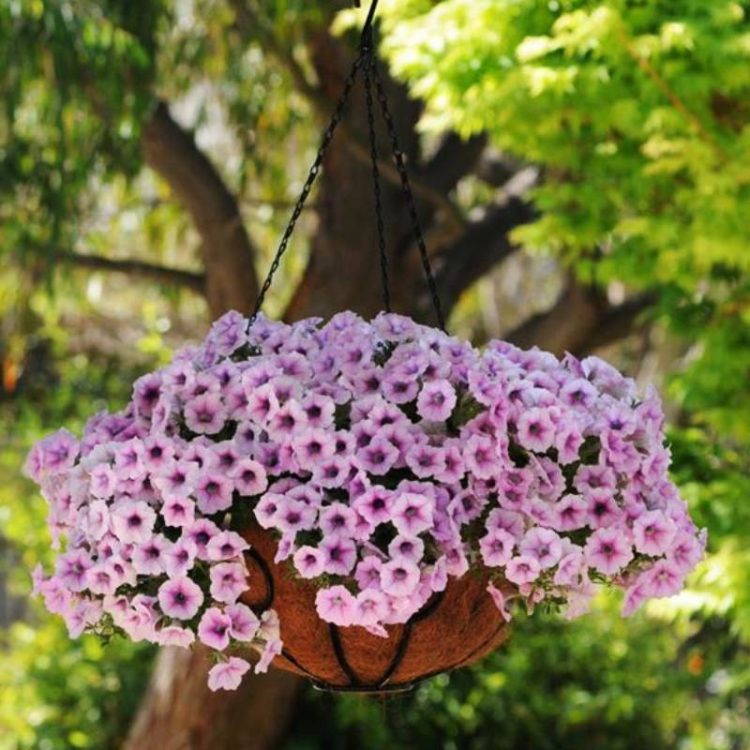 Seminte de flori Petunia Hybrida Shock Wave Pink Vein