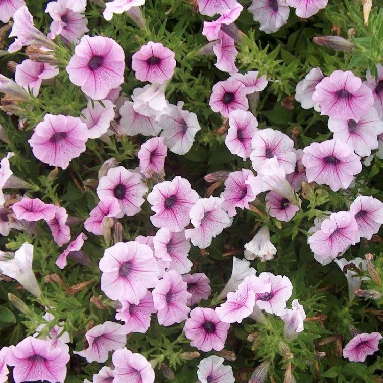 Seminte de flori Petunia Hybrida Shock Wave Pink Vein