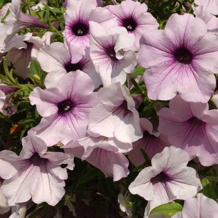 Seminte de flori Petunia Hybrida Shock Wave Pink Vein