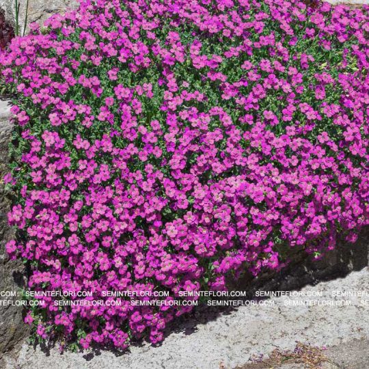 Seminte de flori Aubrieta Cascade Carmine Red