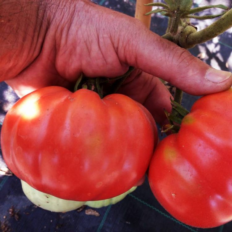 Seminte de legume Rosii Belmonte F1