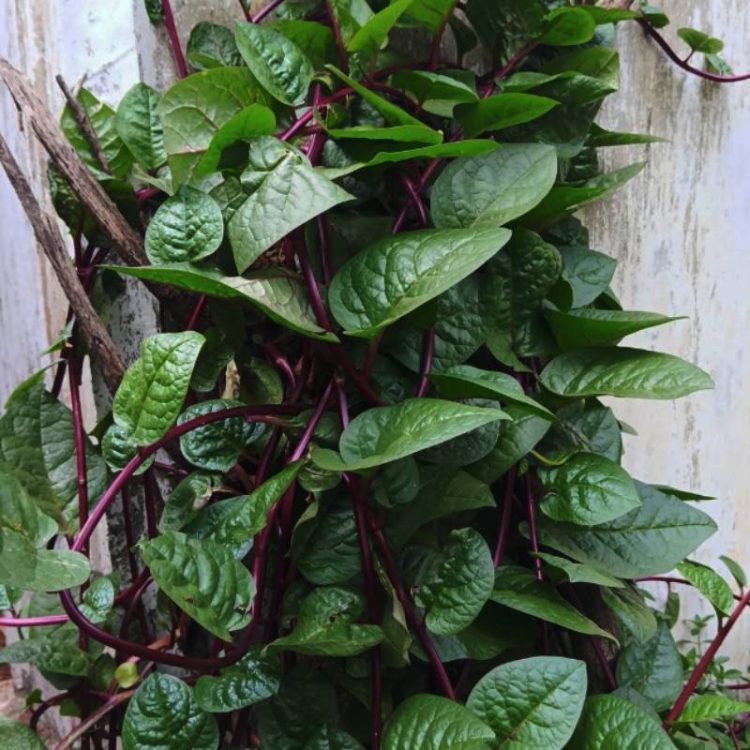 Seminte de legume Basella Alba Rubra Malabar Spinach