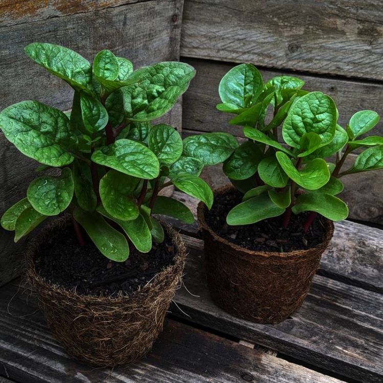 Seminte de legume Basella Alba Rubra Malabar Spinach