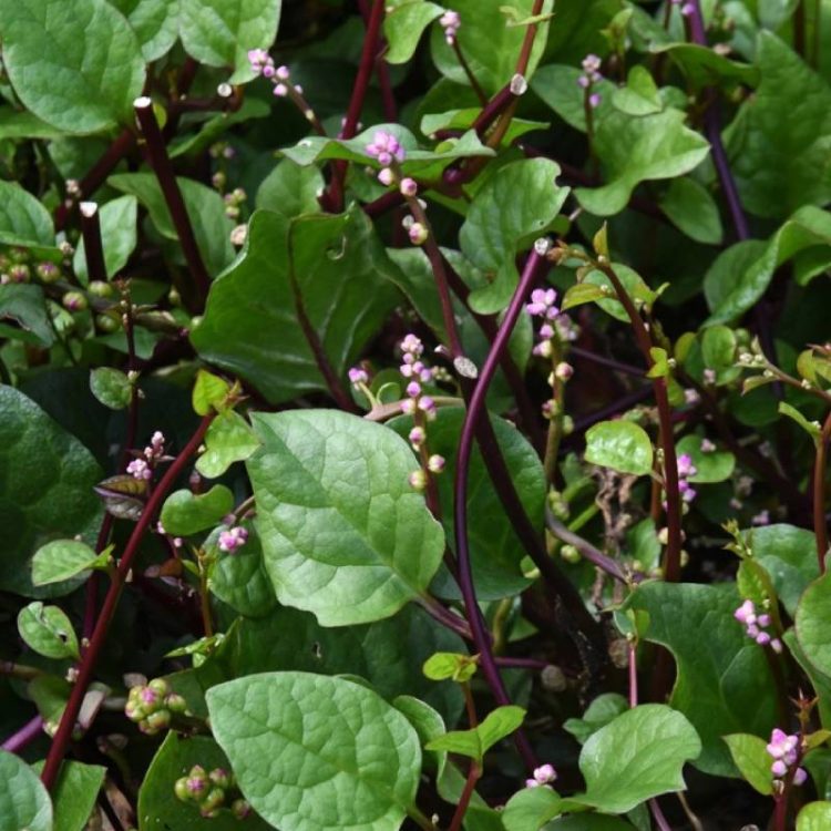 Seminte de legume Basella Alba Rubra Malabar Spinach