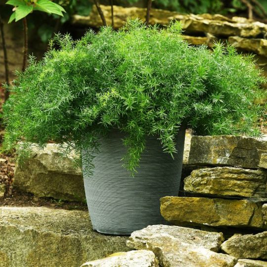Seminte de flori Asparagus FuzzyFern Frizz